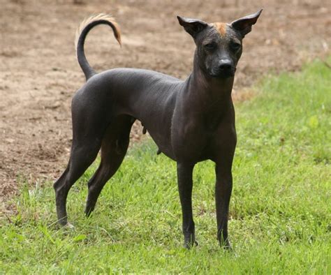  Die Geschichte von Xoloitzcuintli: Ein mexikanisches Wunderhund-Märchen aus dem 15. Jahrhundert!