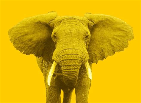  The Yellow Elephant - Eine uralte Geschichte über Freundschaft und Selbstfindung aus dem Äthiopien des 4. Jahrhunderts!